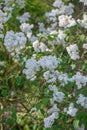 Sweetheart Lilac Syringa x hyacinthiflora Schneeweisschen white flowering shrub Royalty Free Stock Photo